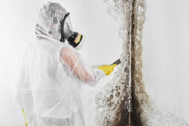 Best Black Mold Removal  in Granvle, IL