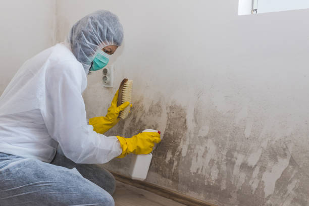 Best Mold Damage Repair  in Granvle, IL