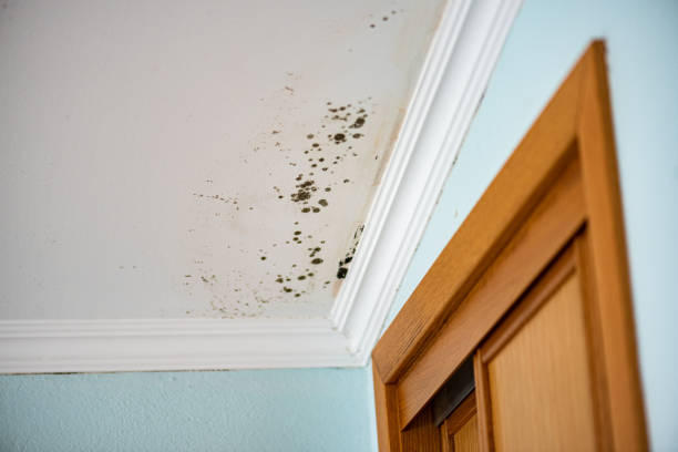 Best Toxic Mold Removal  in Granvle, IL