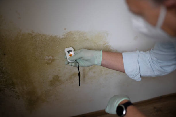 Best Mold Cleaning Services  in Granvle, IL