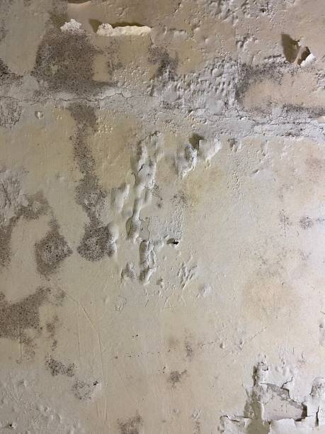 Best Mold Testing  in Granvle, IL