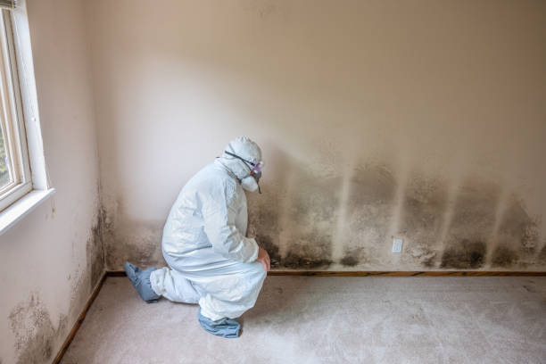 Attic Mold Removal in Granville, IL